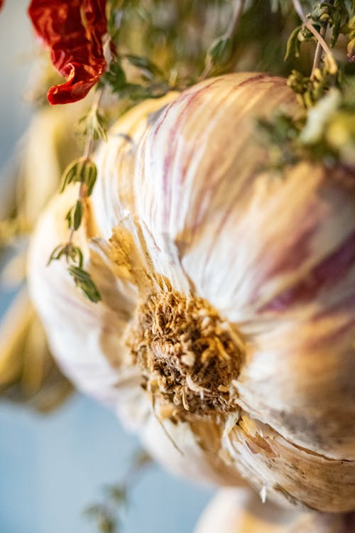 Free Photo Of A Fresh Garlic Stock Photo