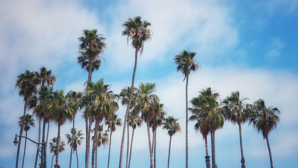 Santa Ana, CA Family Giveaways Near Me: Where to Find Legit Deals