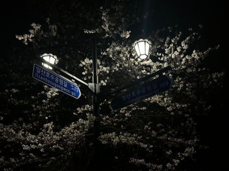 Illuminated street signs amongst cherry blossoms at night in Ilsan, South Korea, creating a serene urban scene.