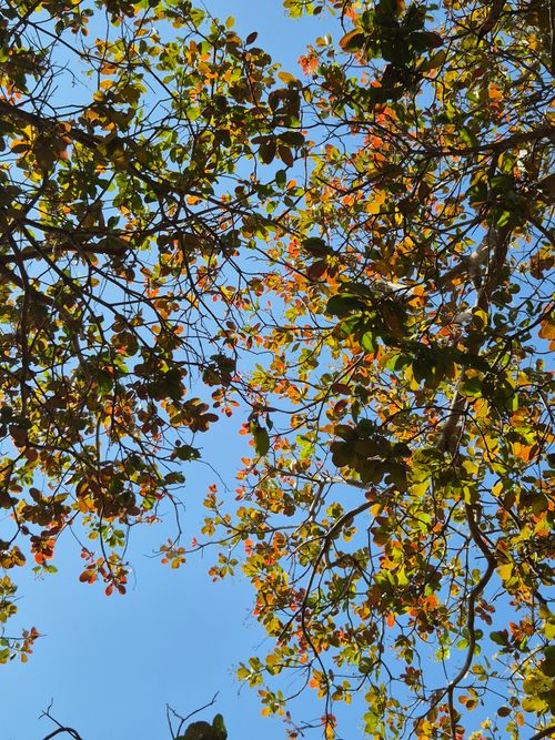Free Scenic view of a tropical forest canopy with sunlit leaves against a clear blue sky in Gia Lai, Vietnam. Stock Photo