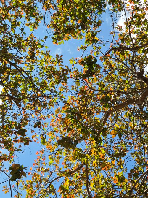 Free Experience a peaceful view through sunlit forest canopy with vibrant leaves in Gia Lai, Vietnam. Stock Photo
