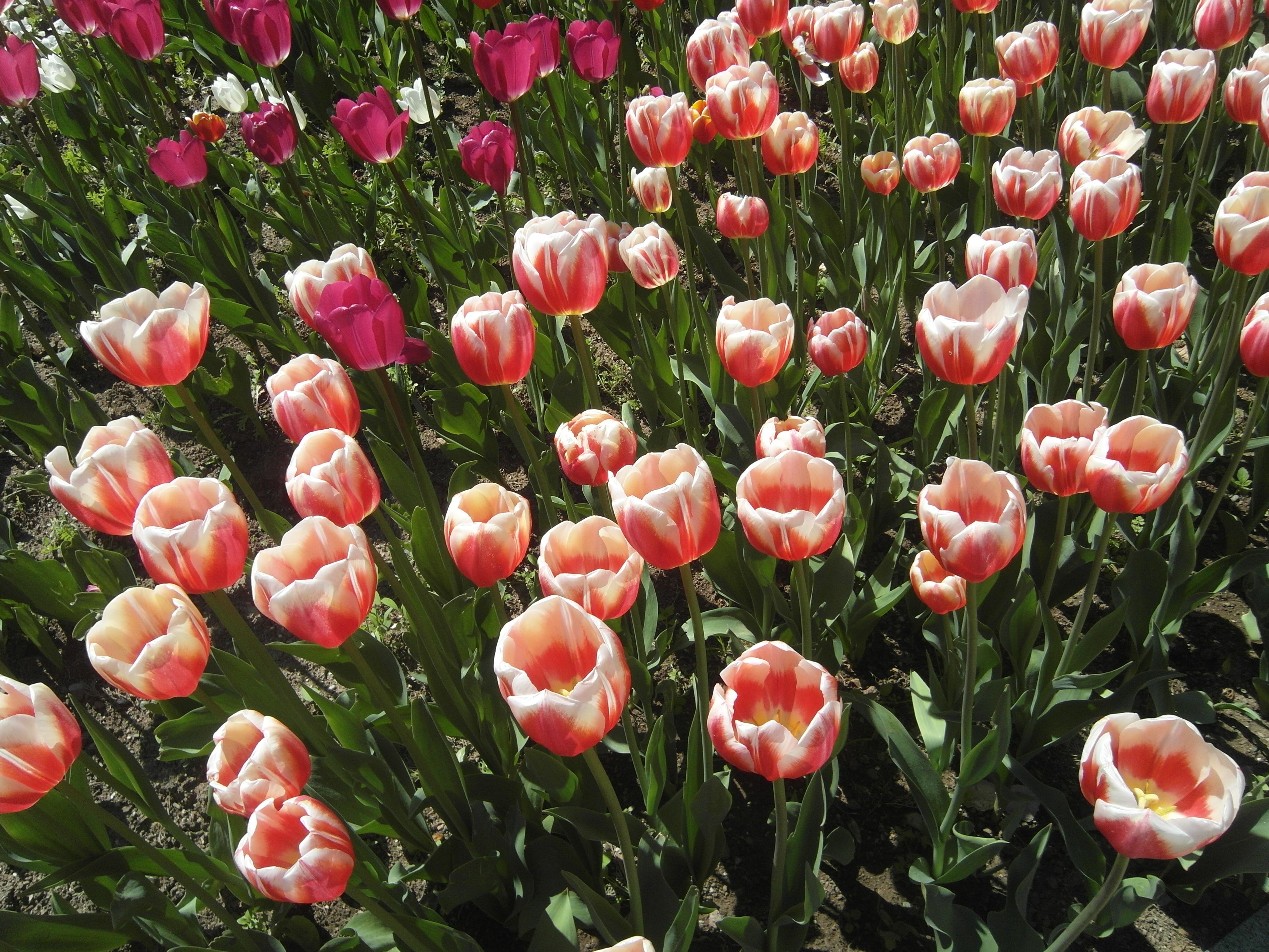 Vibrant Tulip Field in Full Spring Bloom · Free Stock Photo
