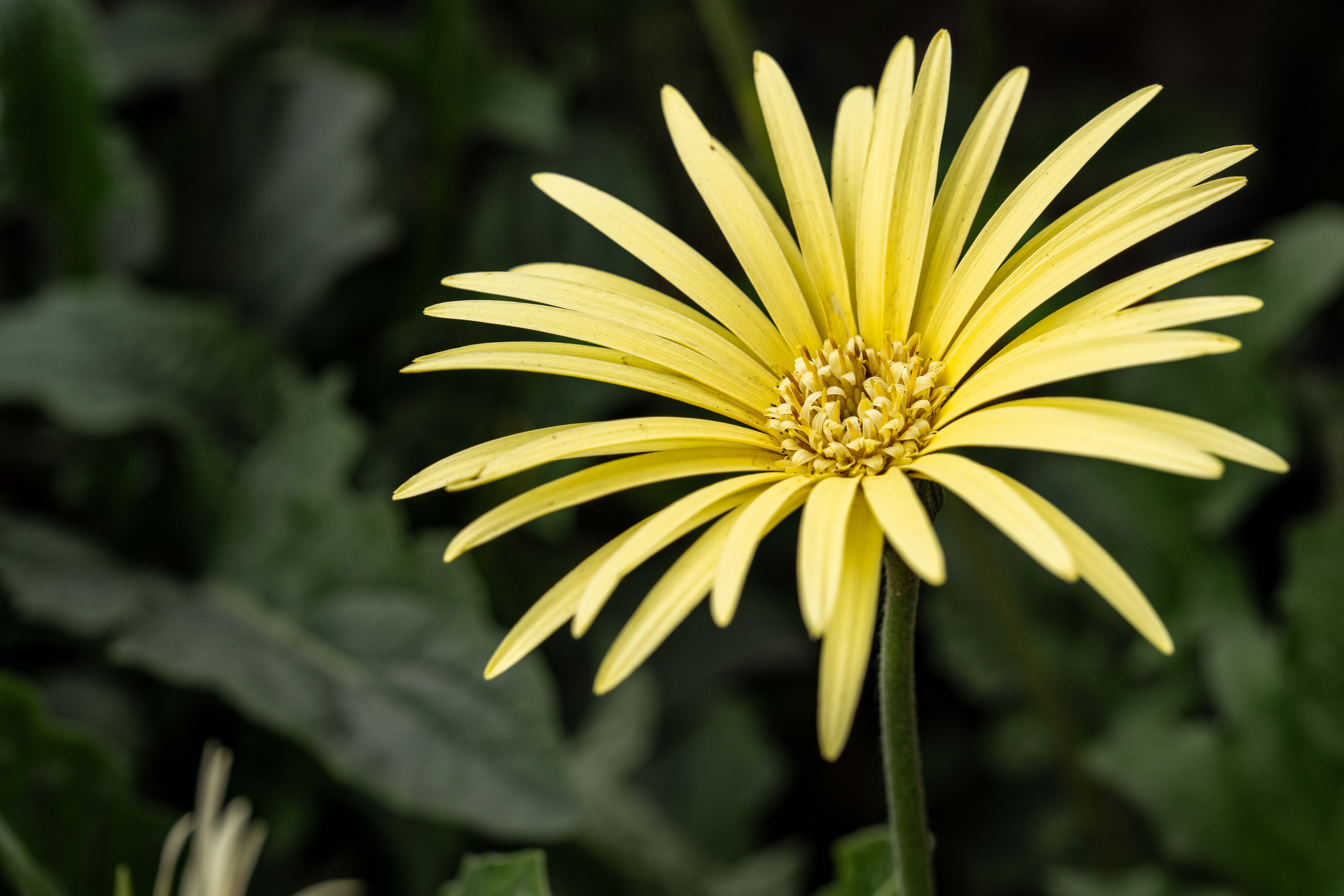 Fleurs vivaces jaunes : Top 12 variétés