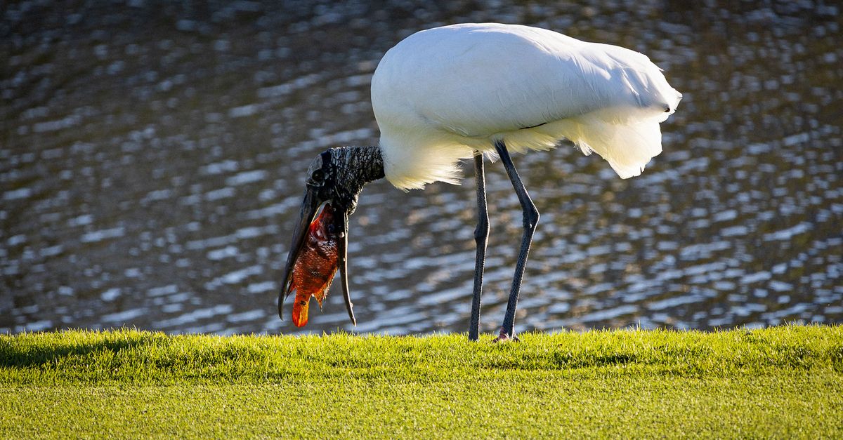 A wood stork captures and eats a fish by the waterside in Stuart, Florida under natural light.