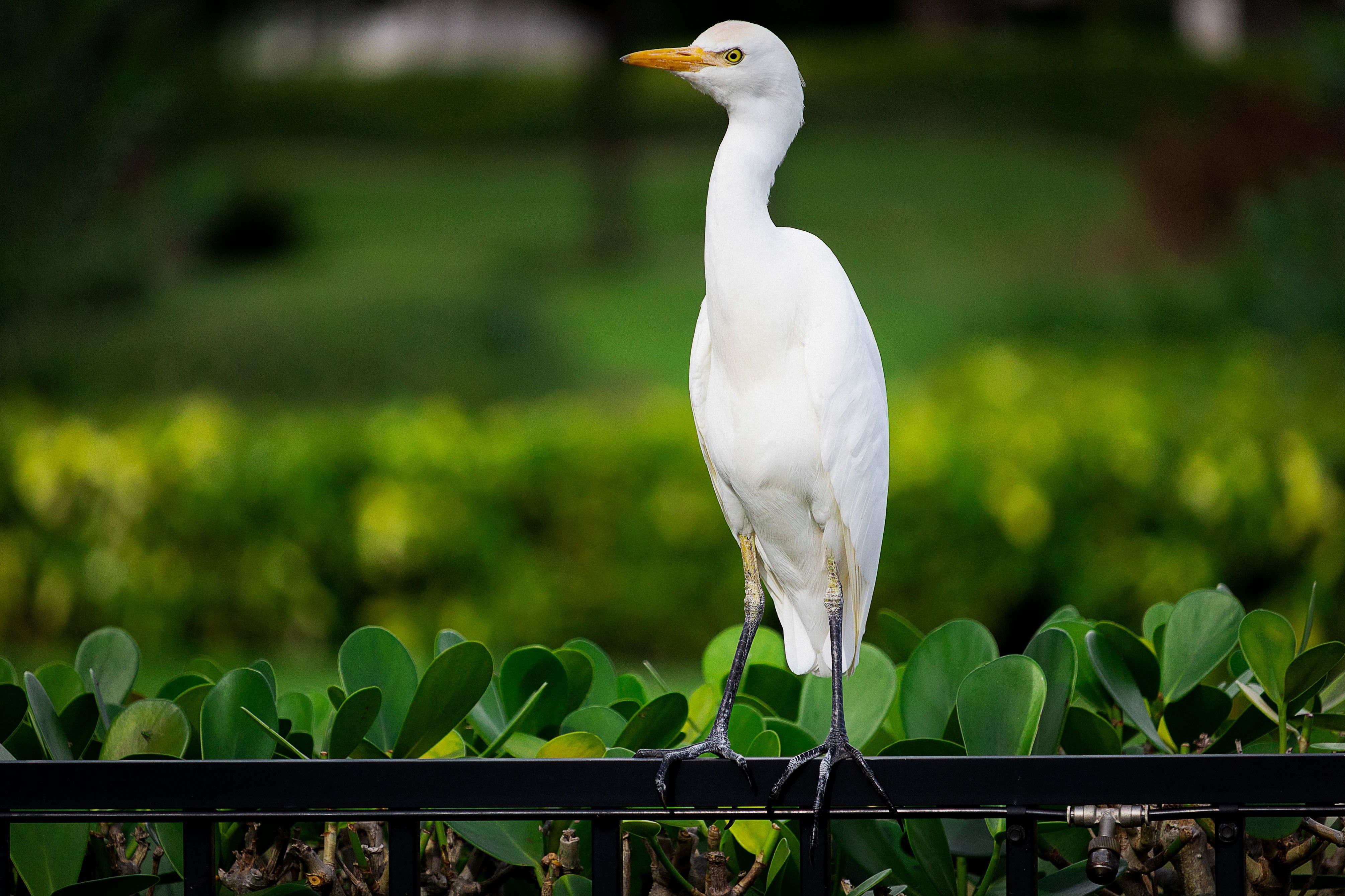A striking white egret stands gracefully on a fence in a vibrant garden setting.