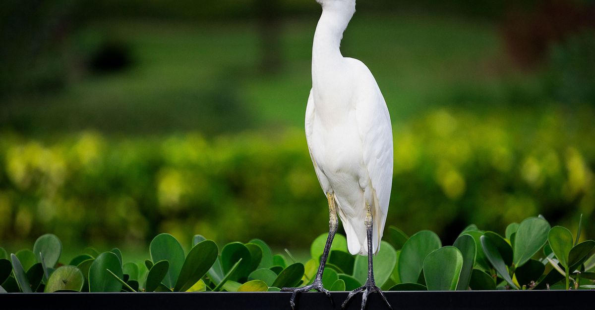 A striking white egret stands gracefully on a fence in a vibrant garden setting.