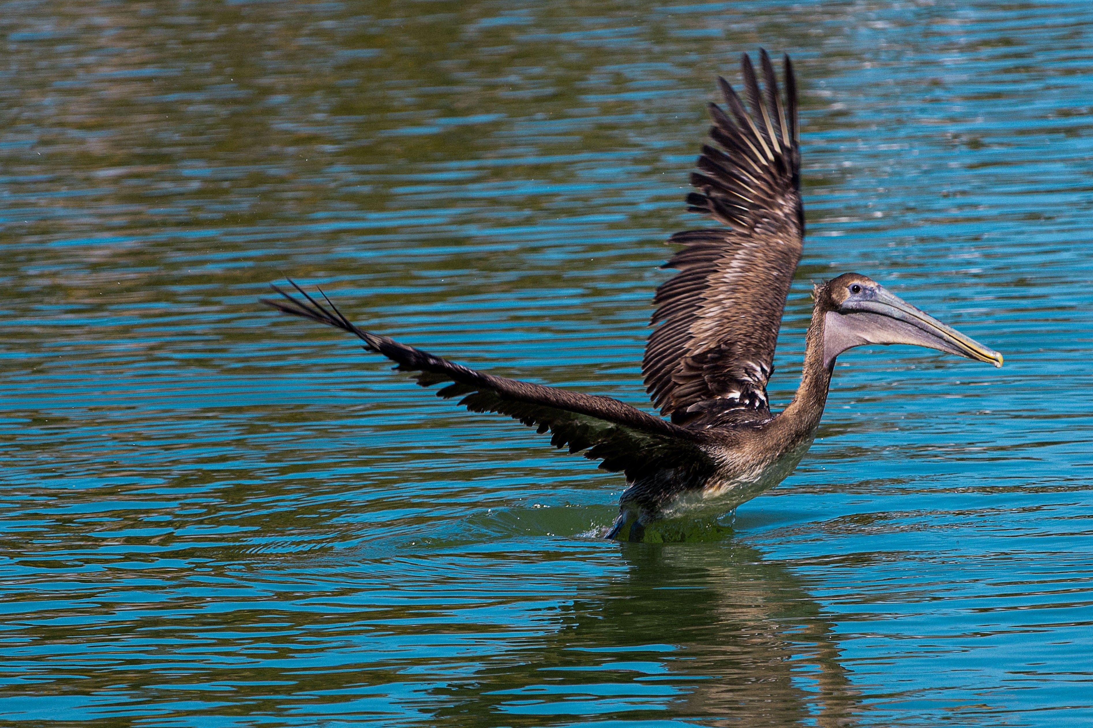 Brown pelican gracefully takes flight over serene water in Stuart, Florida, showcasing its impressive wingspan.