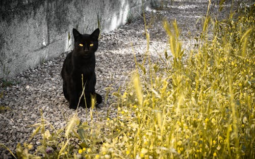 Free stock photo of beautiful cat, black and yellow, black cat Stock Photo