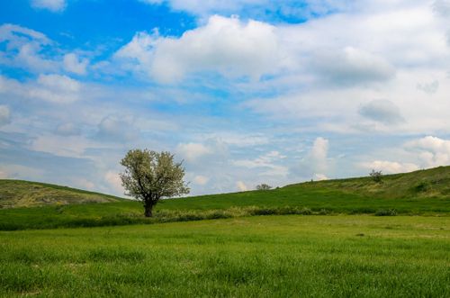Free A solitary tree stands in a vibrant green field beneath a bright, blue sky in Denizli, Türkiye. Stock Photo