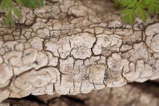 Detailed shot of textured tree bark with green leaves, illustrating natural patterns.