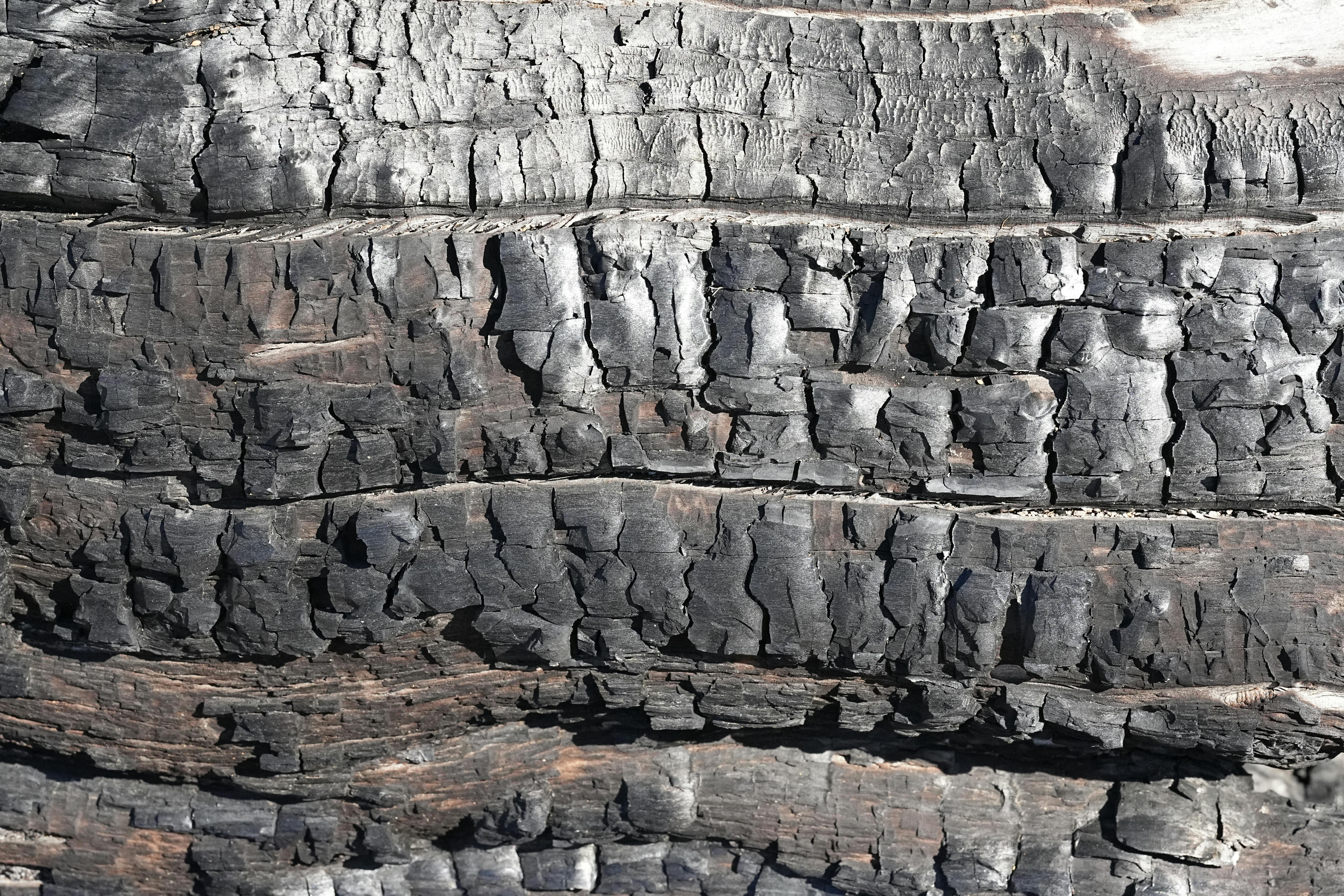 Detailed close-up of charred wood texture showing intricate patterns and burned surfaces.