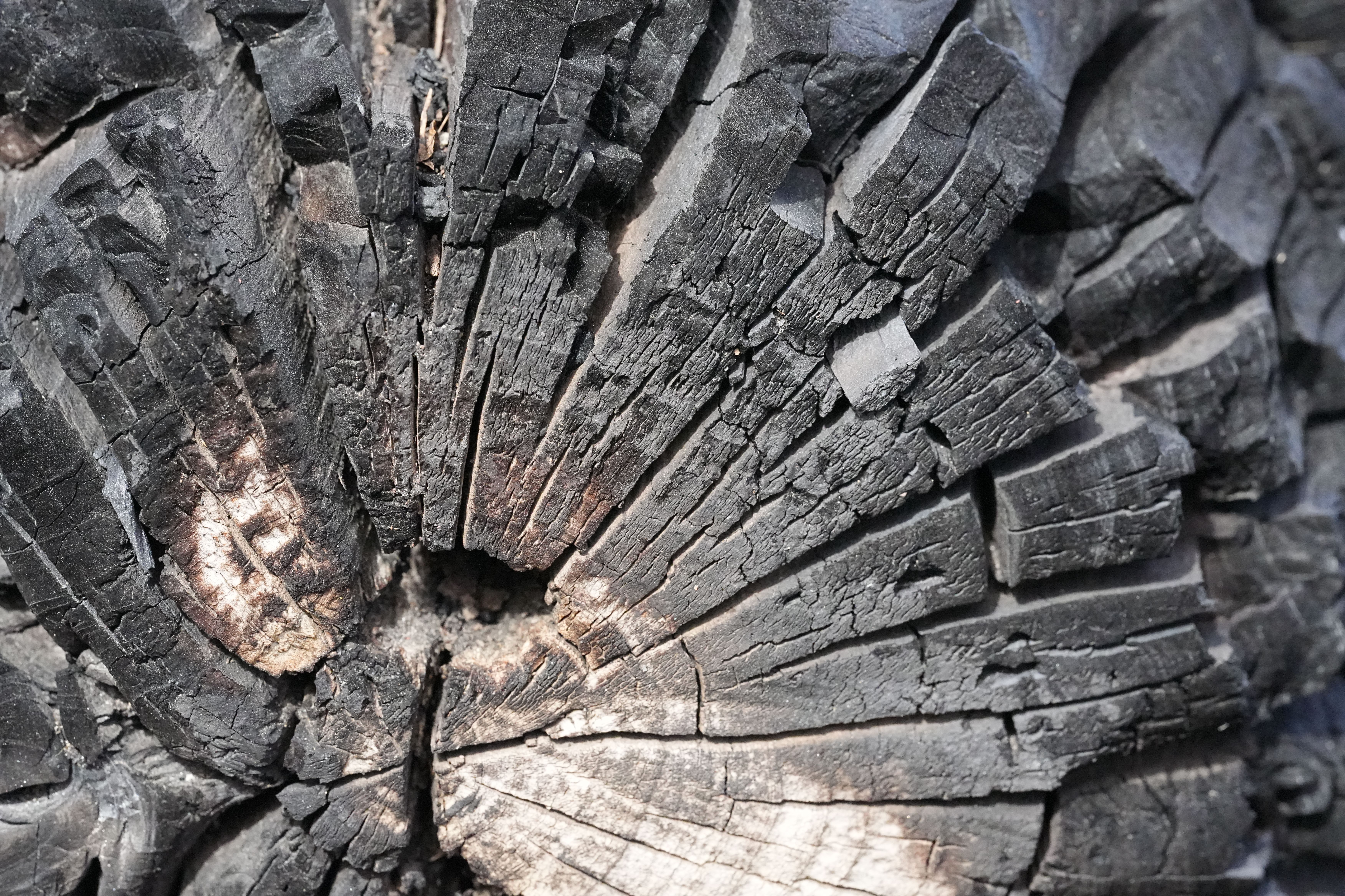 Detailed view of a charred wood log with visible cracks and textures, created naturally by fire.