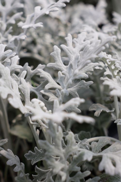 Free stock photo of dusty, plant, plants Stock Photo