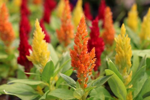 Free stock photo of orange, orange flower, orange flowers Stock Photo