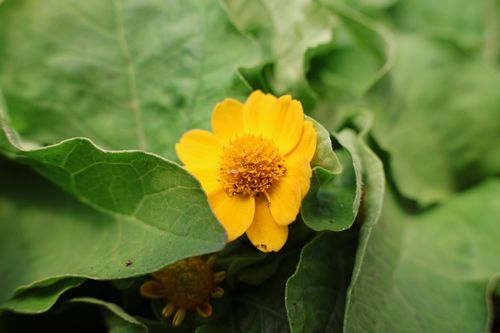 Free stock photo of flower photography, macro flower, macro photography Stock Photo