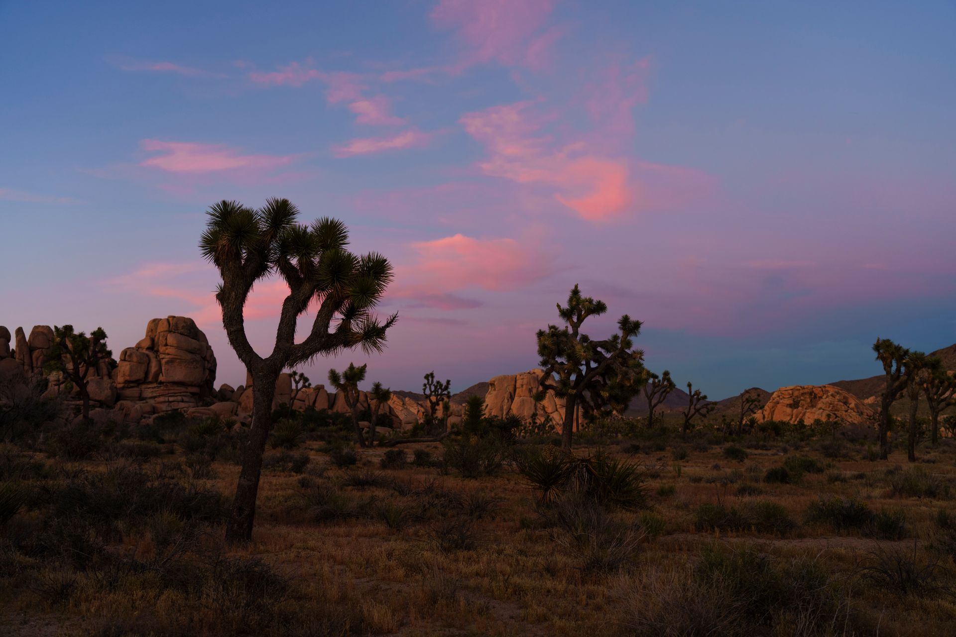 Joshua Tree