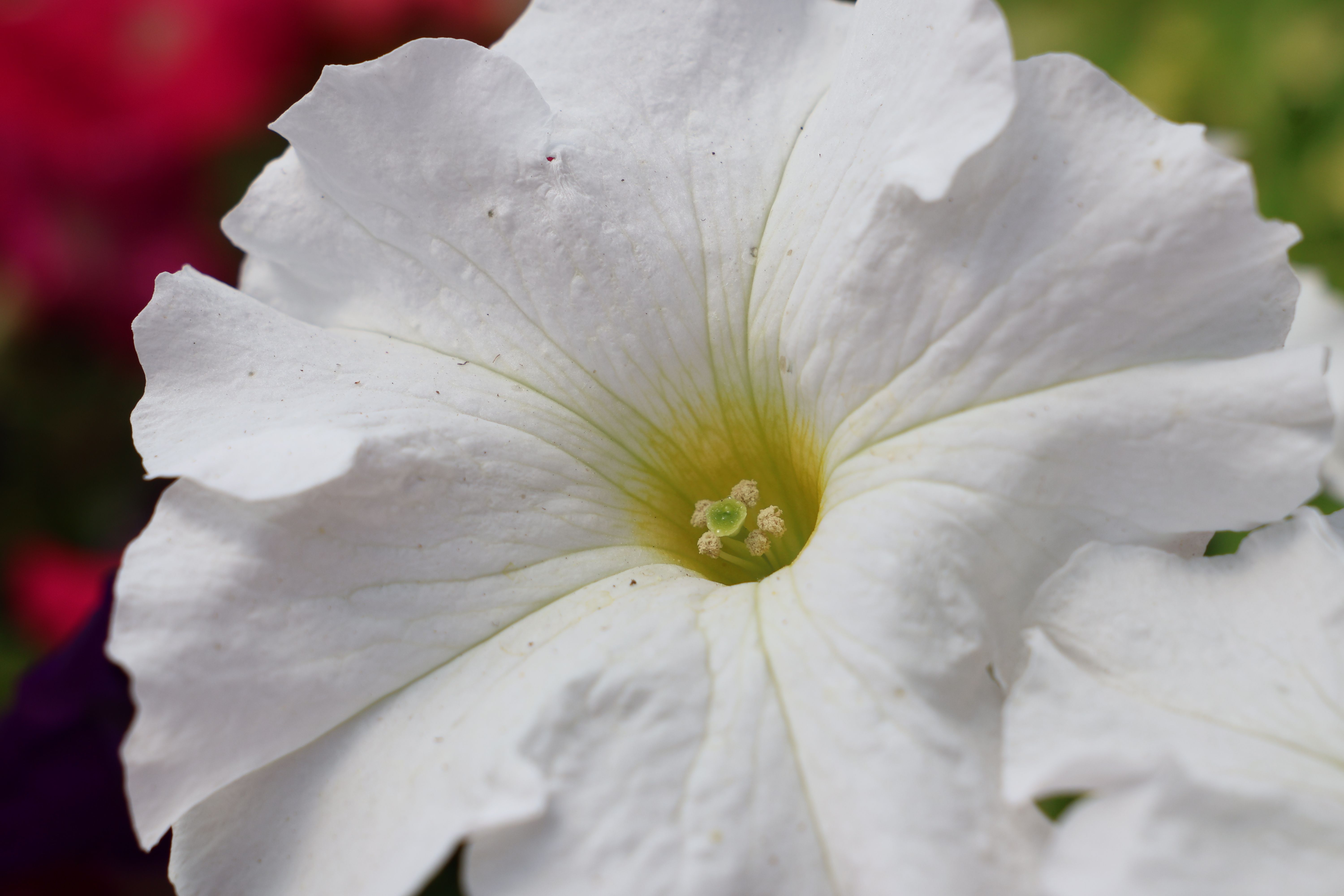 Petunia Mix Seeds