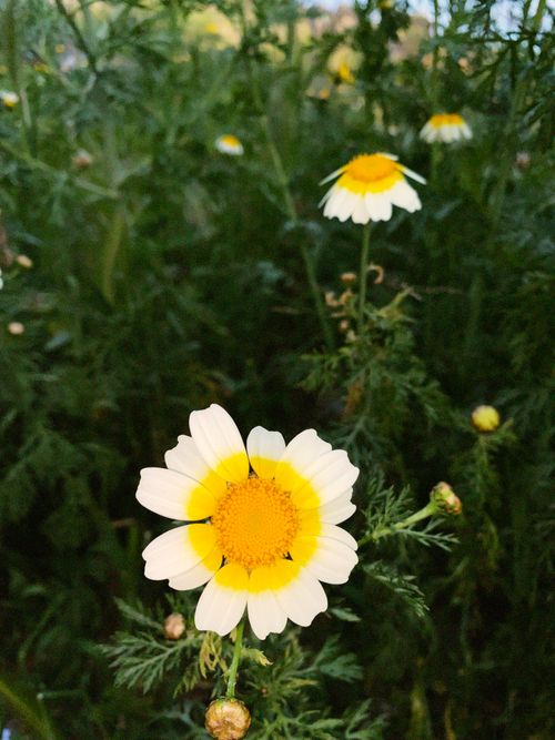 Free Vibrant white and yellow daisies blooming in a lush green field, showcasing natural beauty. Stock Photo