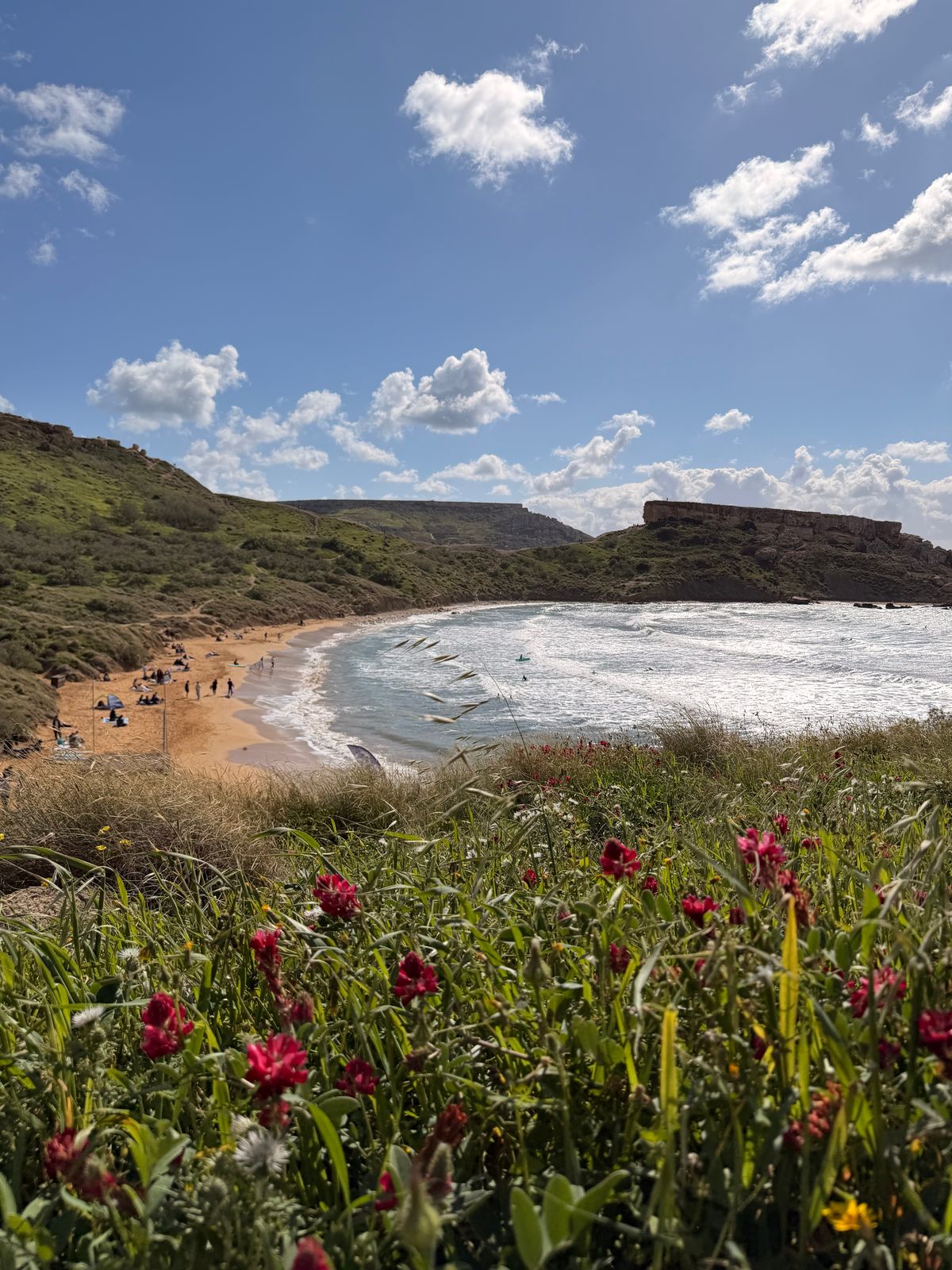 Mellieħa Malta - plaja Golden Bay cu flori de câmp primăvara