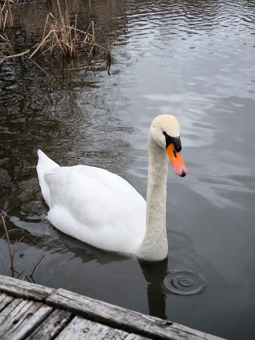 Free A graceful mute swan swims in a tranquil pond, showcasing its pure white feathers. Stock Photo