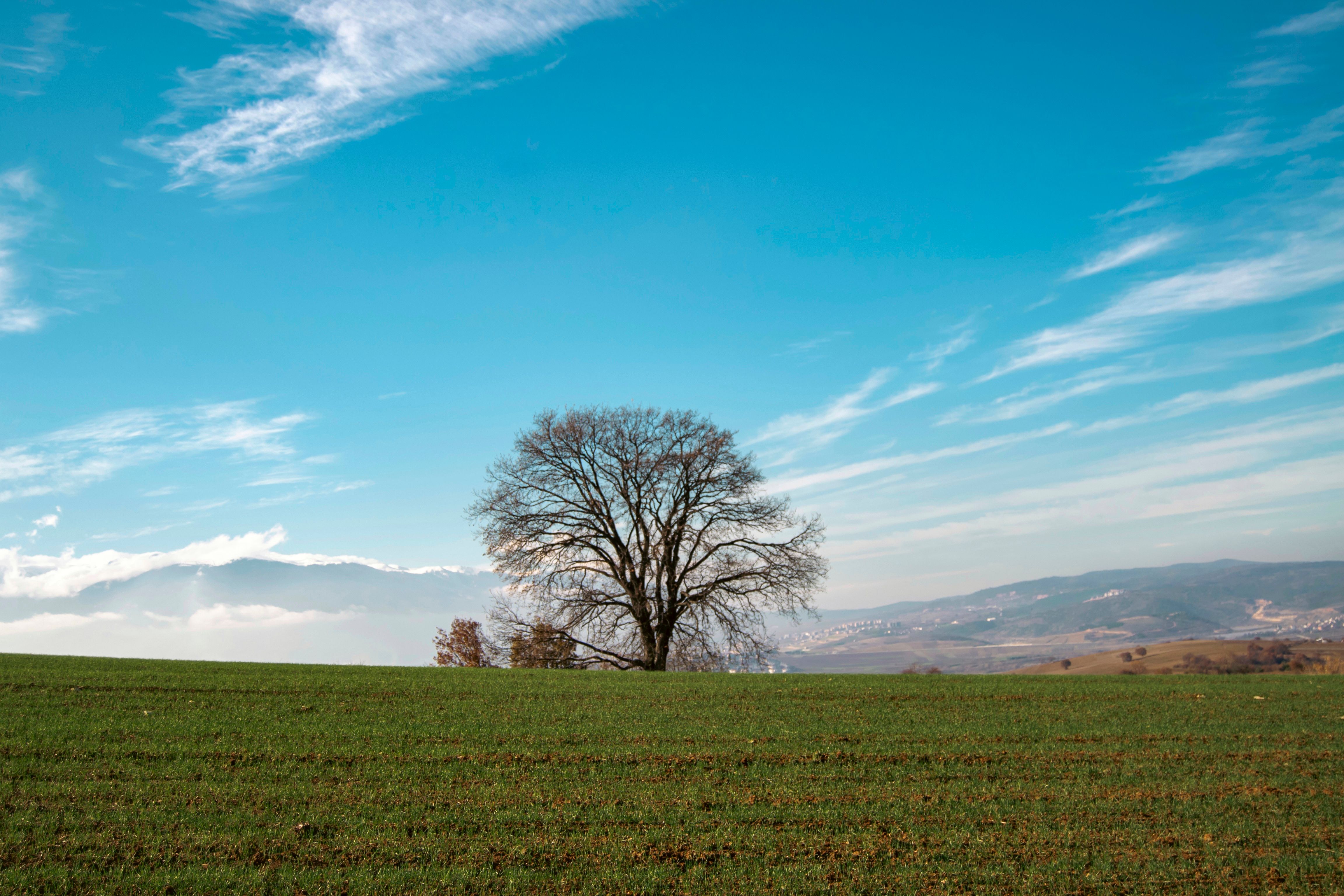 Serene Landscape with Lonely Tree Under Blue Sky · Free Stock Photo