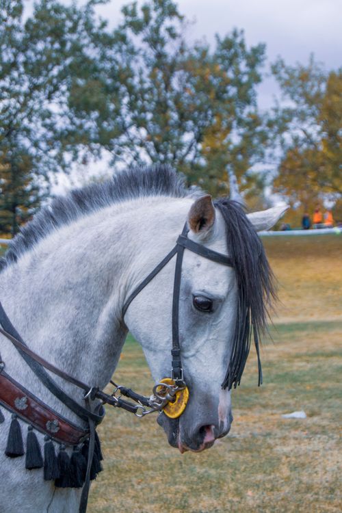 Free Portrait of a graceful white horse outdoors in autumn foliage. Stock Photo