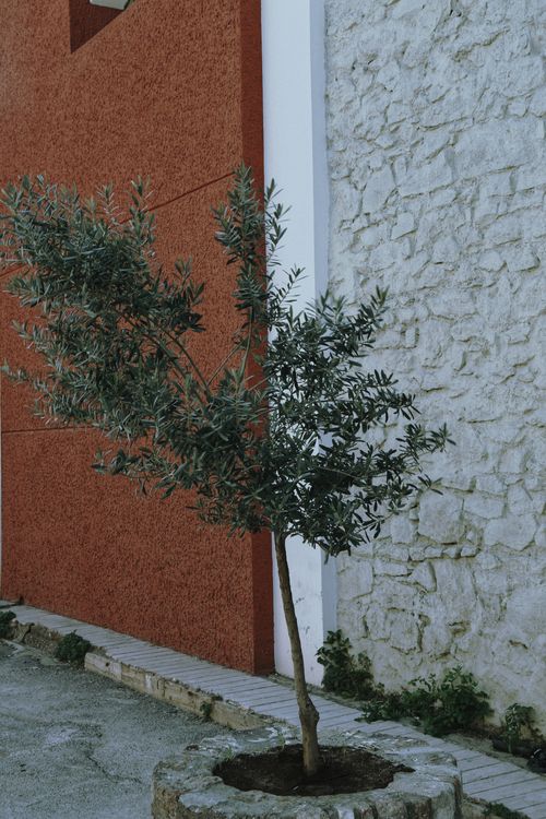 Free A small olive tree stands beside a textured wall in İzmir, Türkiye, outdoors. Stock Photo
