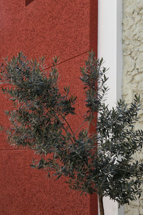 Free Close-up of an olive tree branch with a red wall background in İzmir, Türkiye, showcasing architectural contrast. Stock Photo