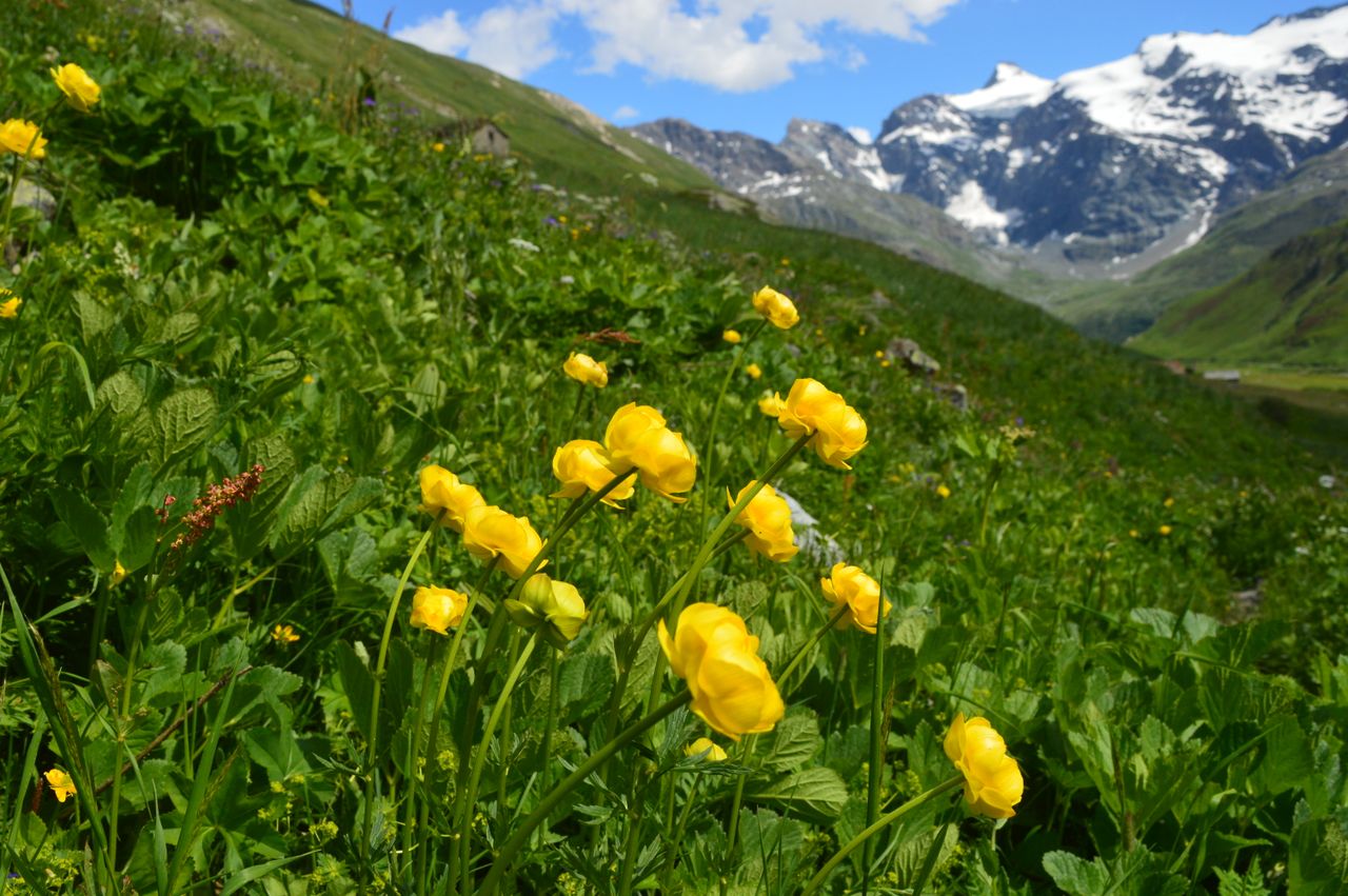 Alpine meadow with yellow wildflowers and snow-capped mountains by Nadezda Gozin on Pexels