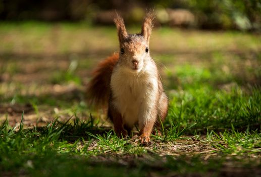 A curious squirrel stands alert on green grass, bathed in natural sunlight.