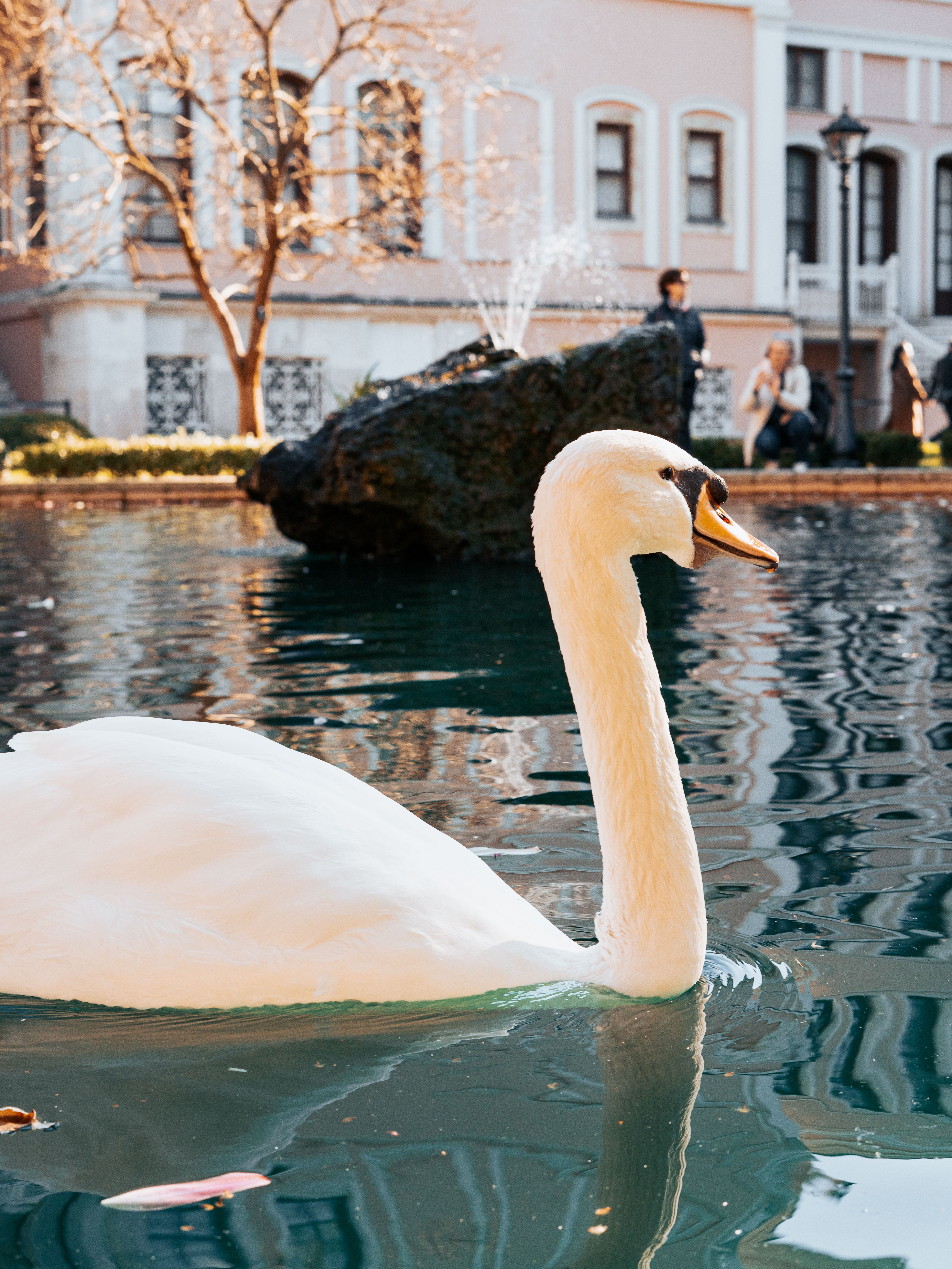 A graceful white swan swims in a peaceful pond with urban scenery in the background.