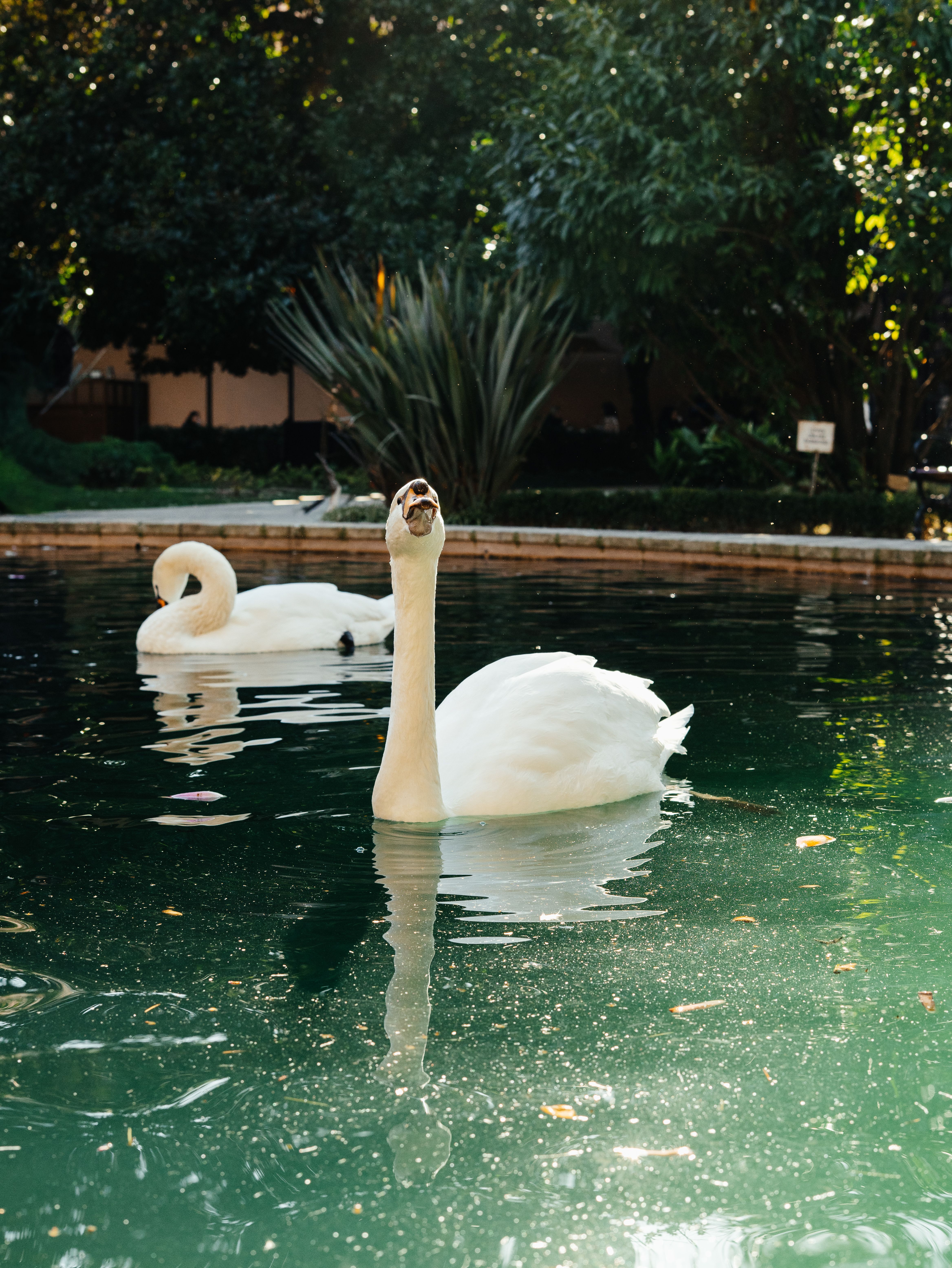 Tranquil Scene of White Swans in a Garden Pond · Free Stock Photo