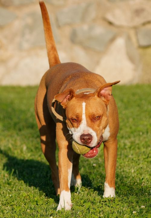 Free A lively brown and white Pitbull carrying a tennis ball while enjoying a sunny day outdoors. Stock Photo