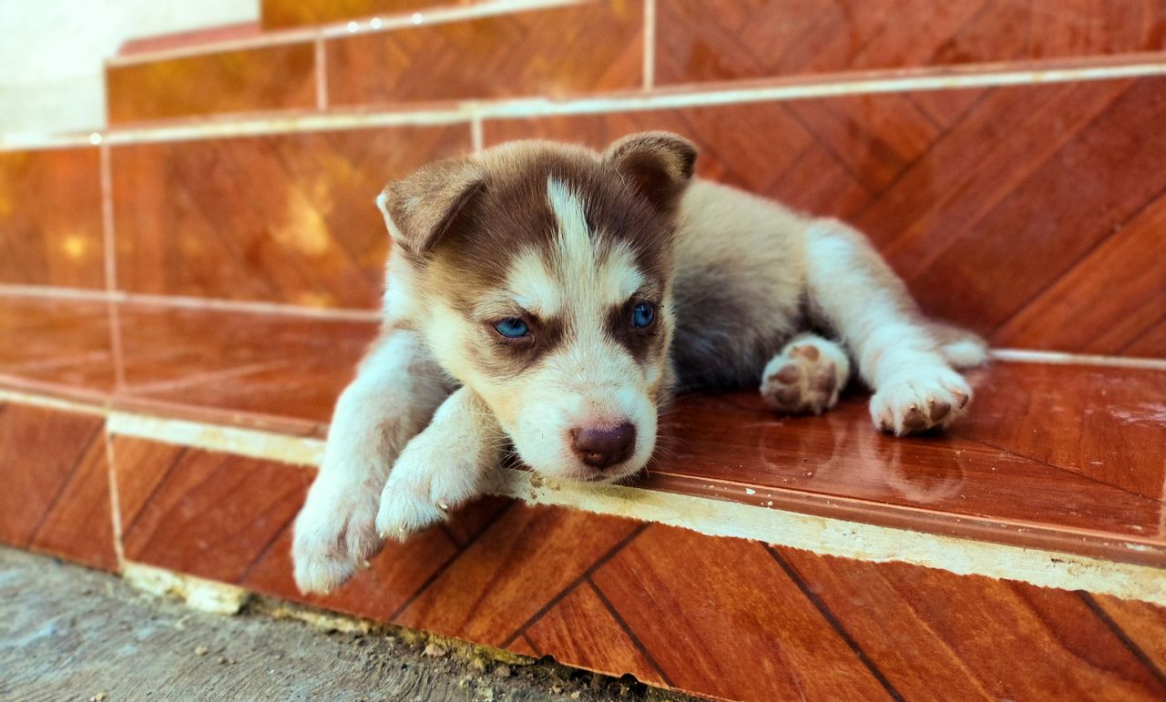 cute siberian husky puppy lying on outdoor stairs with blue eyes and p