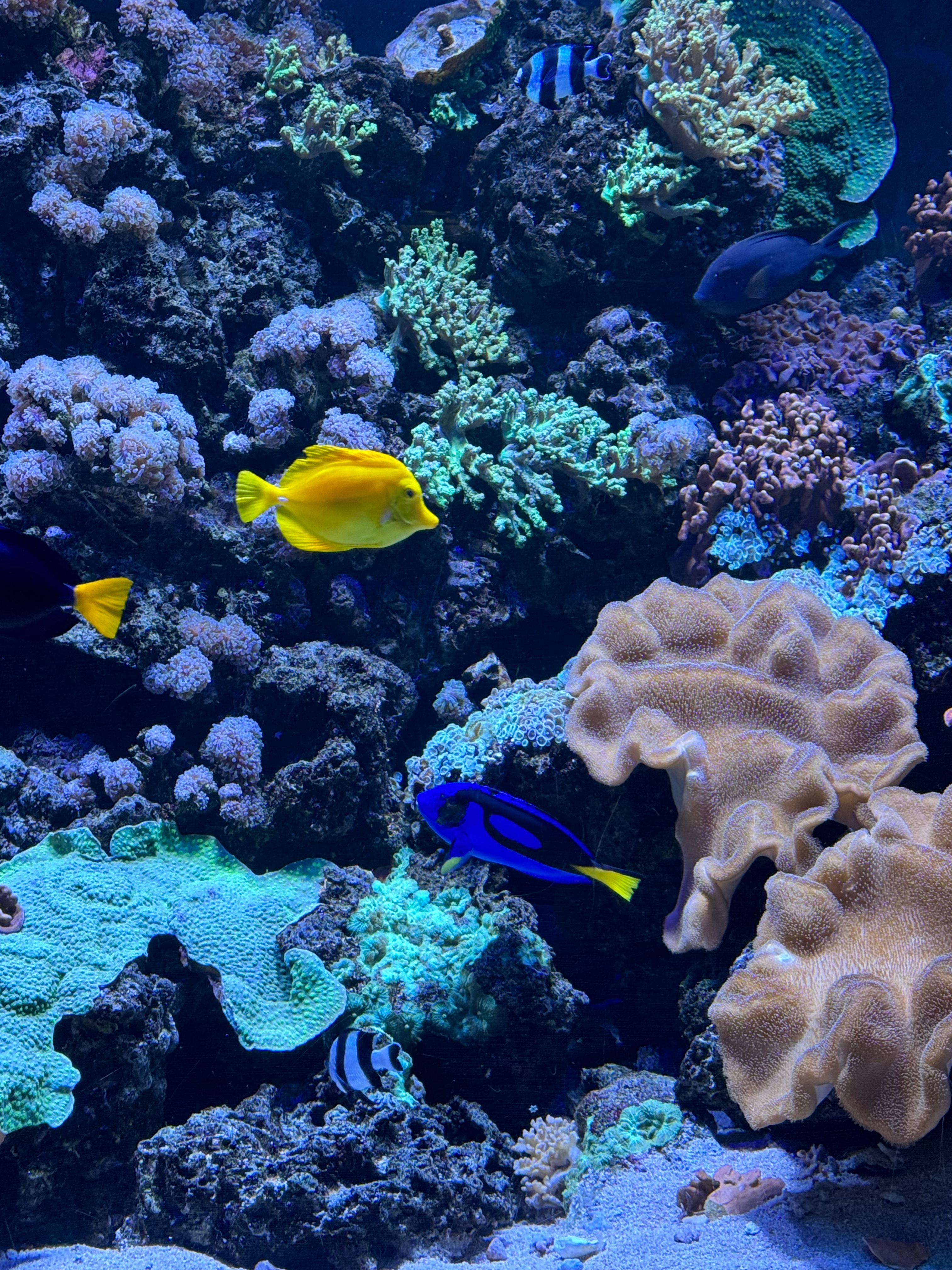 Vibrant coral reef scene showcasing colorful fish and coral varieties in a serene aquatic environment.