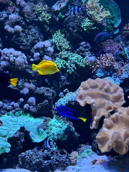 Vibrant coral reef scene showcasing colorful fish and coral varieties in a serene aquatic environment.