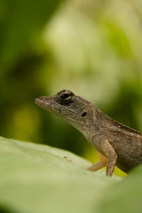 Free Macro shot of a brown anole (Anolis sagrei) lizard on a leaf in its natural environment. Stock Photo