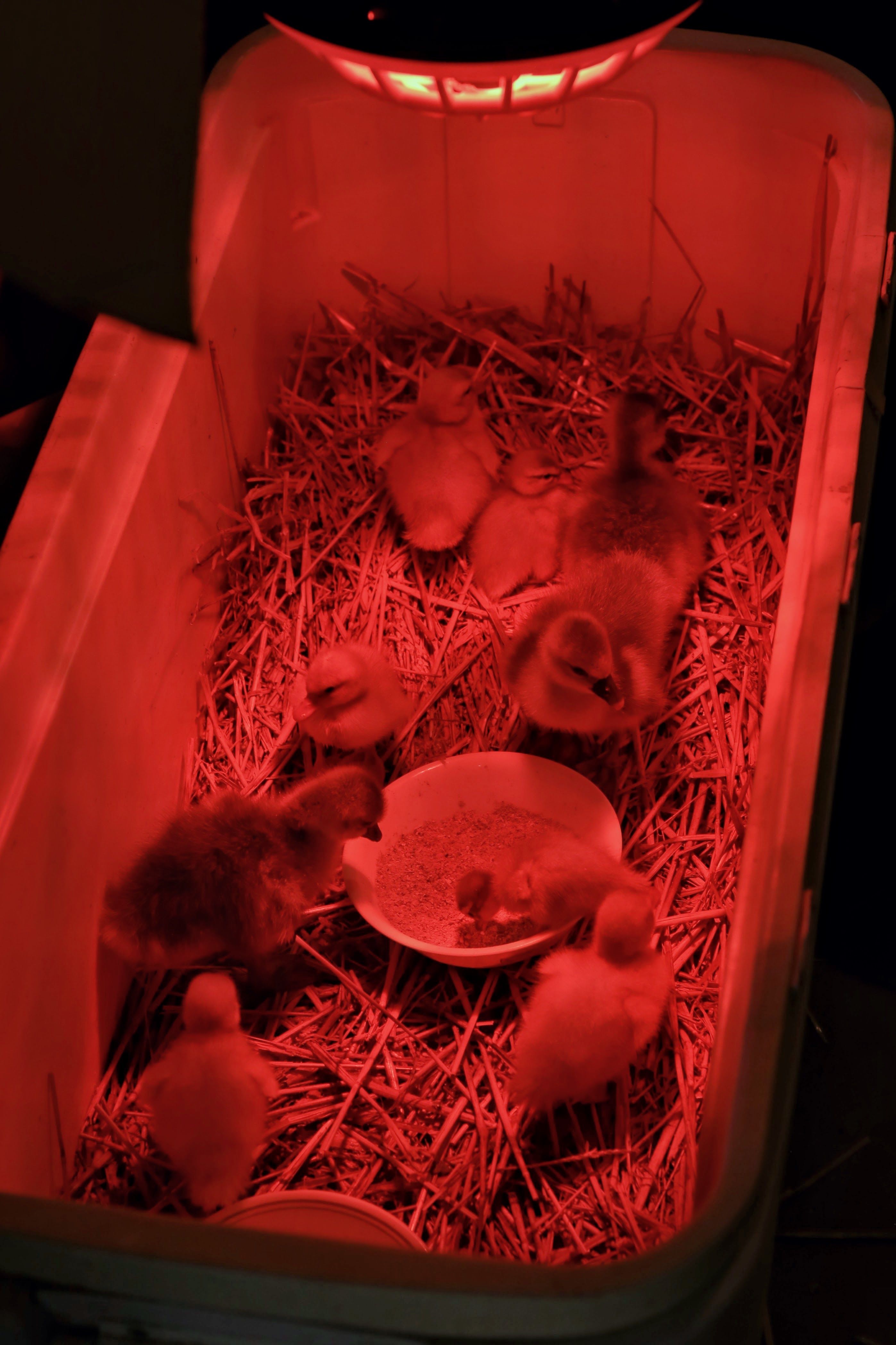 Cozy Duckling Brooder Under Warm Red Light · Free Stock Photo