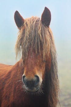 一匹棕色的马站在雾蒙蒙的户外，长着长长的鬃毛