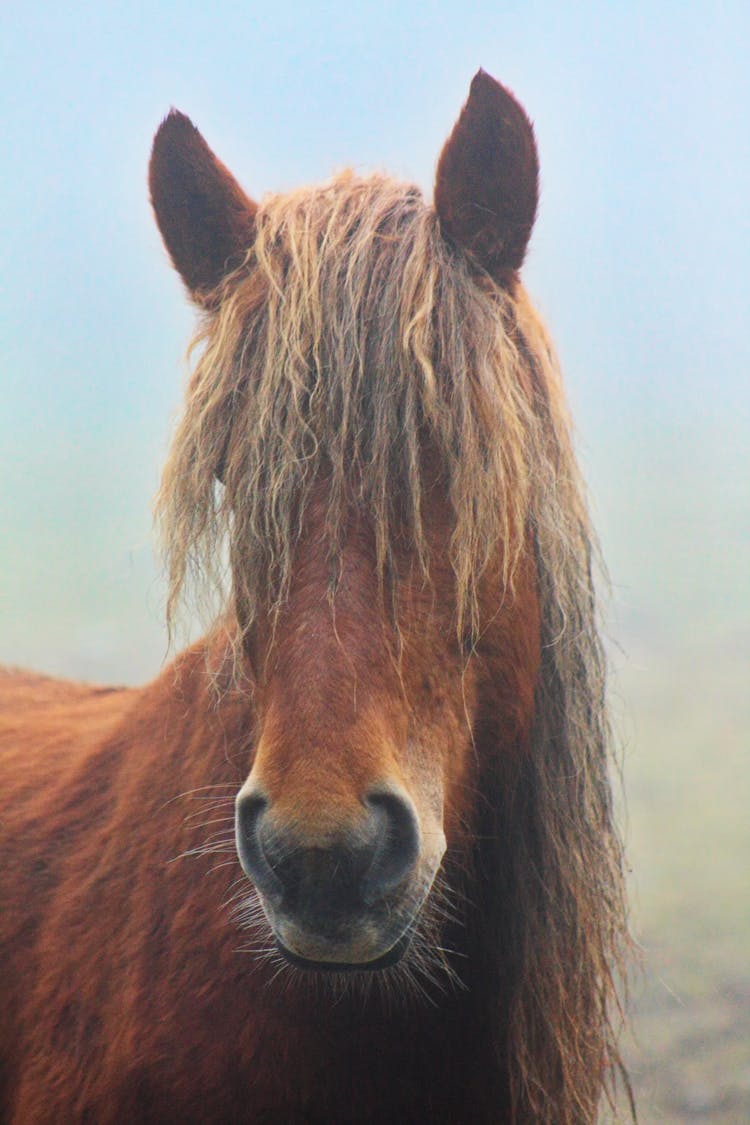 Brown Horse In Close Up Photography