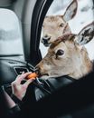 Feed Images