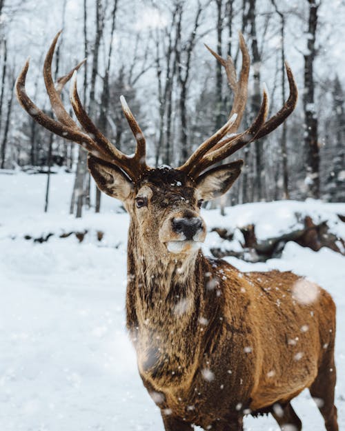 Photo Of Deer On Snow 