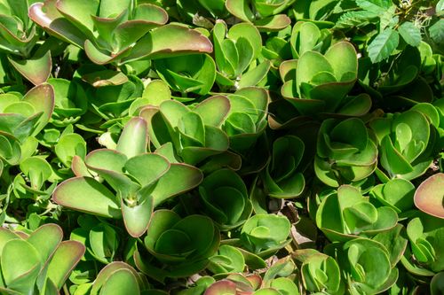 Free Bright green succulent plants thriving under the Distrito Federal sun, showcasing lush foliage. Stock Photo