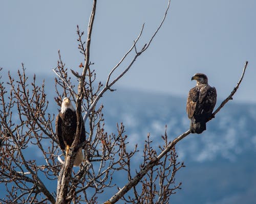 Ağaç Dallarına Tünemiş Kartalların Fotoğrafı