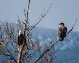 在华盛顿州韦纳奇的树枝上，两只秃鹰栖息于冬日