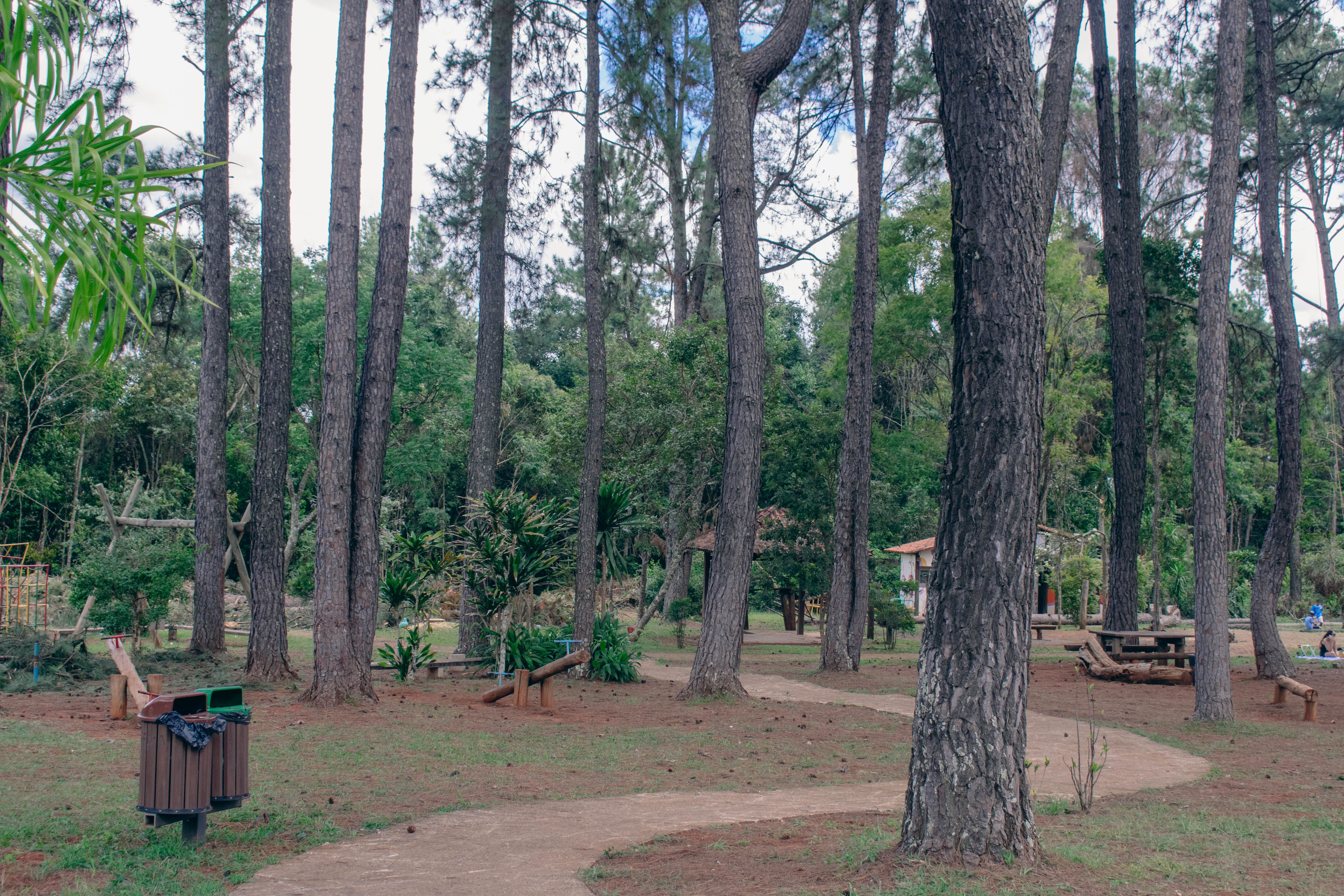 Fotomural Un sendero sereno que serpentea a través de un frondoso parque forestal de pinos en Brasilia, perfecto para un paseo tranquilo.