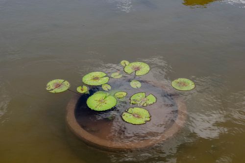 Free A serene view of water lilies floating in a pond, captured in Distrito Federal, Brasil. Stock Photo