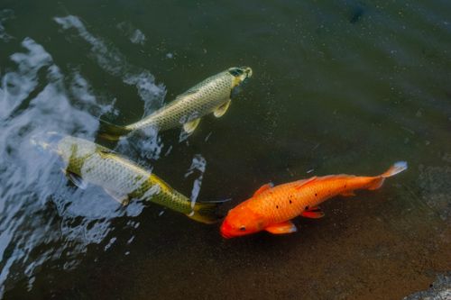 Free Vibrant colorful koi fish swimming gracefully in a tranquil outdoor pond. Stock Photo