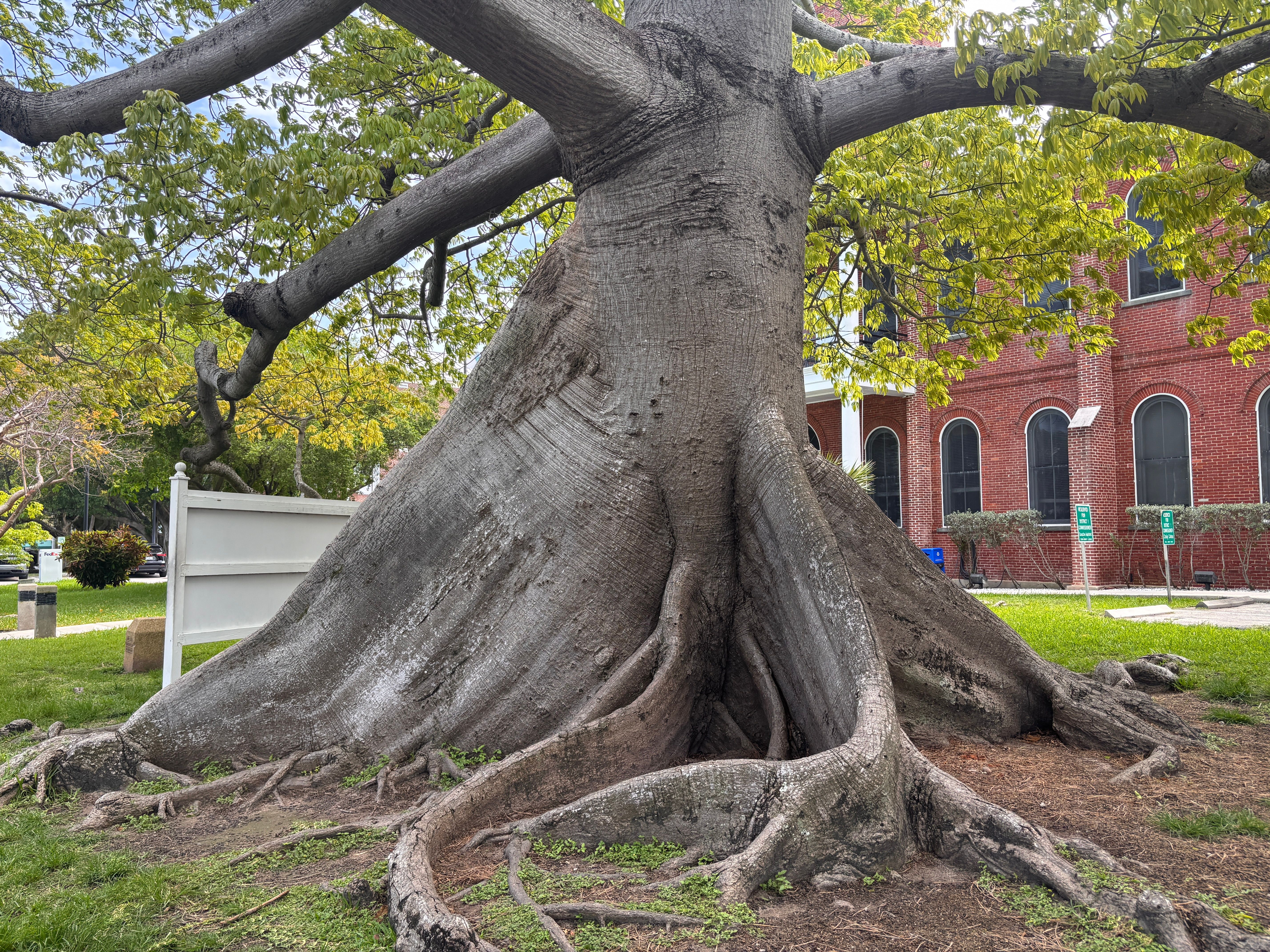 Large tree with spreading roots beside a brick building in Key West, Florida, showcasing nature's grandeur.