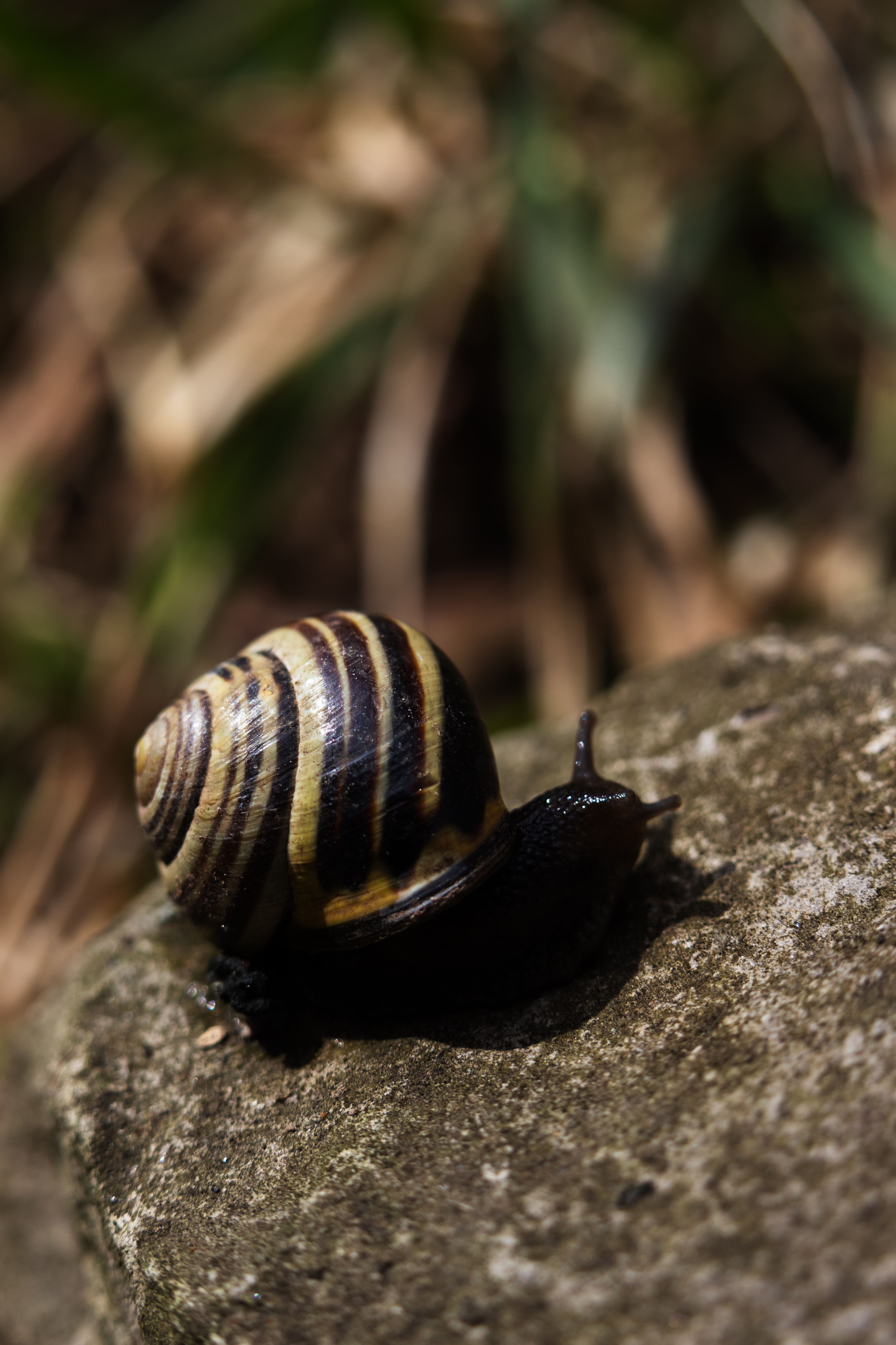 Close-up of Striped Snail on Rock Surface · Free Stock Photo